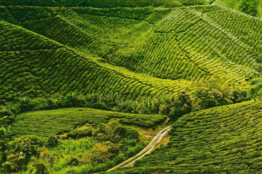 Camlodge Budget Hotel Cameron Highlands Eksteriør bilde